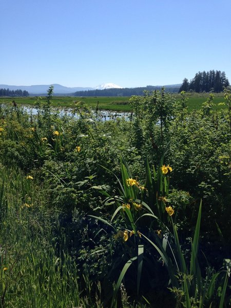 Enjoy gorgeous views of Mt. St. Helens on a clear day over the wetlands.
