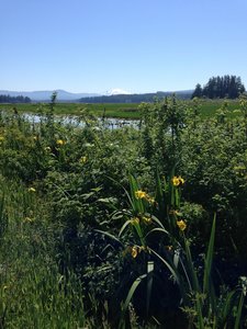 Enjoy gorgeous views of Mt. St. Helens on a clear day over the wetlands.