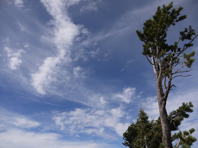 Dramatic sky and windswept conifer crown Fuller Ridge.