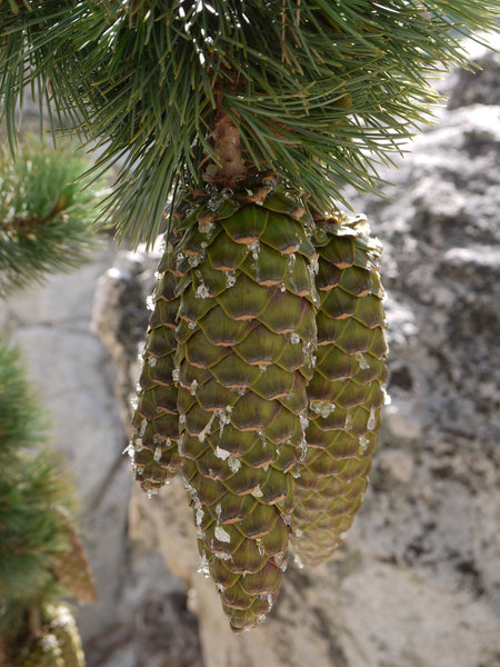 Giant pinecones adorn the trees atop Fuller Ridge.