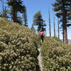 The Ontario Peak Trail is crowded by manzanita in place.