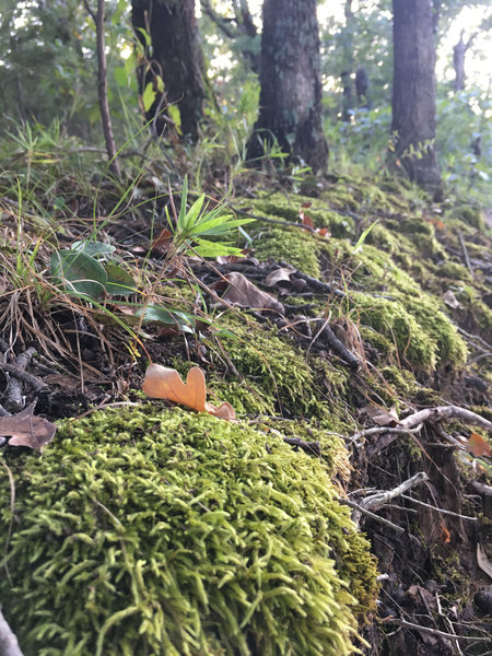 The forest floor is rich in lichen, moss, and a variety of other organisms.