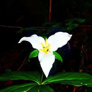 Beautiful trillium grow along the Copper Creek Trail.