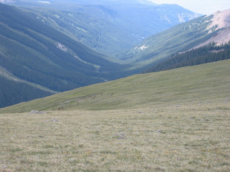 Far below the herd is the beautiful Little Cimarron River Valley.