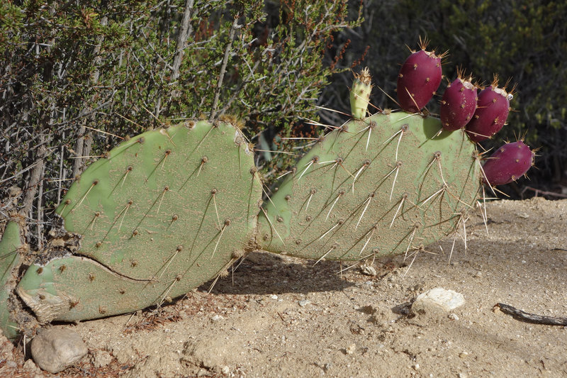 A water-stressed cactus limps through the heat during the drought of 2016.