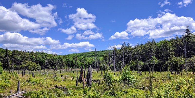 Beautiful swampland sits atop the Kittatinny Mountains of New Jersey.