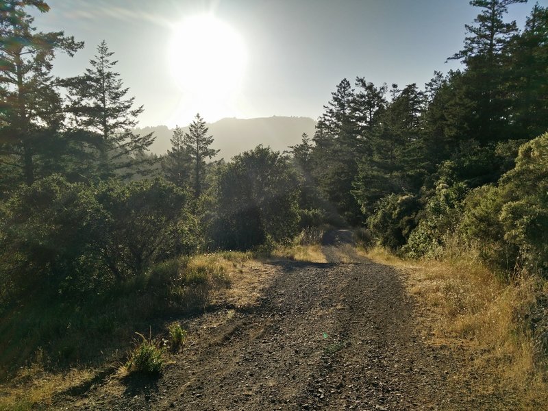 The fire road is smooth and easy to navigate on foot.