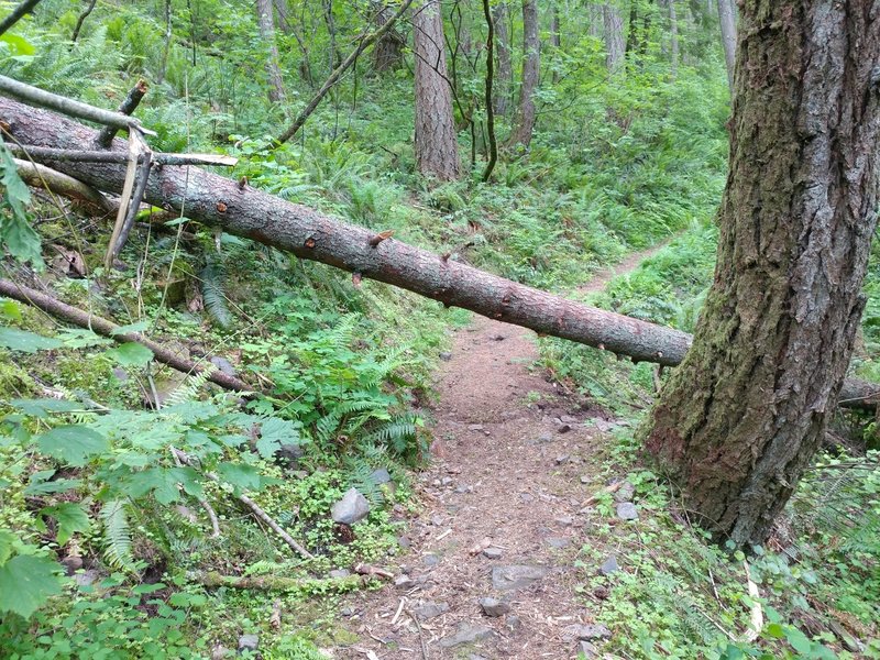 This will be the most difficult obstruction on the trail (taken 06-03-2017).