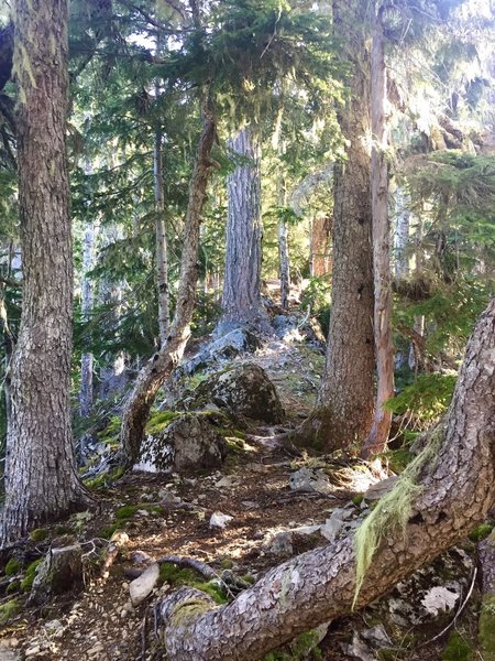 An enchanting forest hallway ushers you through the trees along the Copper Creek Trail.