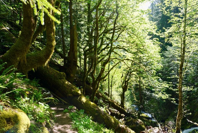 Fallen trees drape over the trail like an overpass.