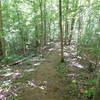 Enjoying the singletrack along the ridge on Bear Creek Loop in Mississippi River State Park.