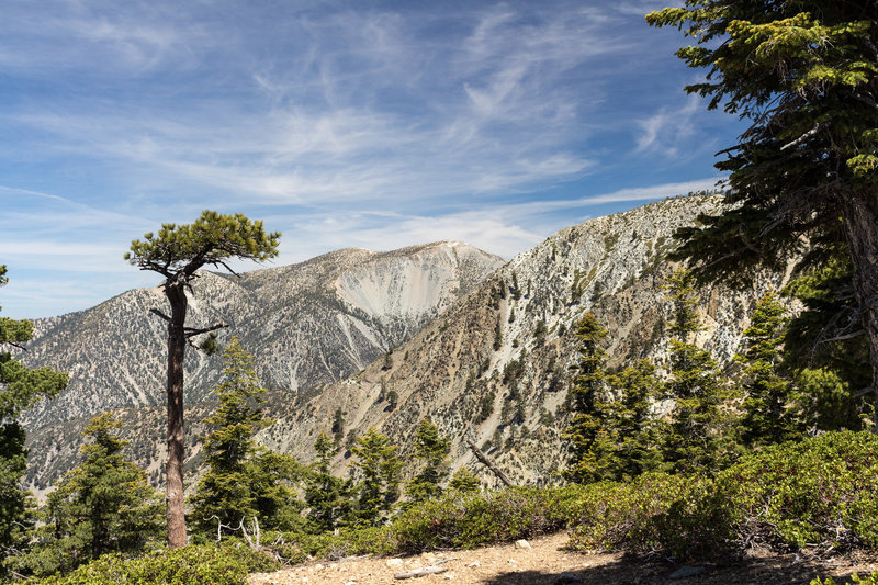 Mt. Baldy from Timber Mountain.