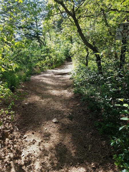 Lower Columbine Trail follows easy terrain and sports a lush canopy.