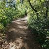 Lower Columbine Trail follows easy terrain and sports a lush canopy.