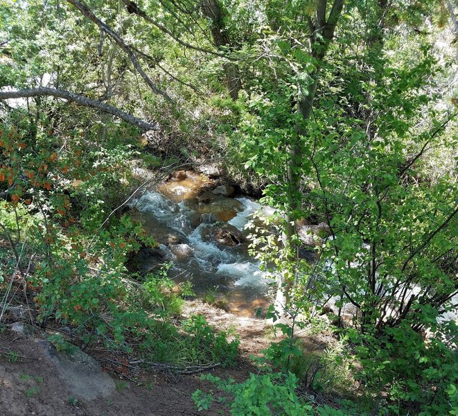 The Lower Columbine Trail runs beside the North Cheyenne Creek and the sounds of the water add to a peaceful trip.