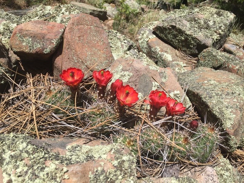 Flowering Cactus poke through a scattering of pine needles.