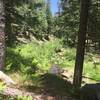 A clump of ferns reaches toward the sun near a small creek.