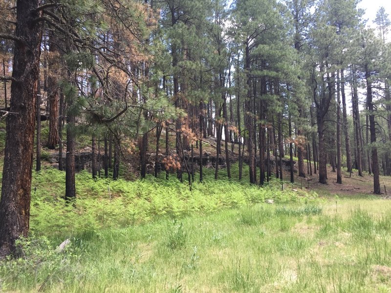 Ferns growing along the border of a burn area.