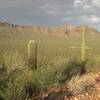 Cacti protrude into the view in front of the Tucson Mountains from the Brown Mountain Trail.