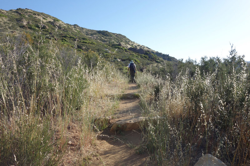 A day-visitor on the Pacific Crest Trail early in the morning.