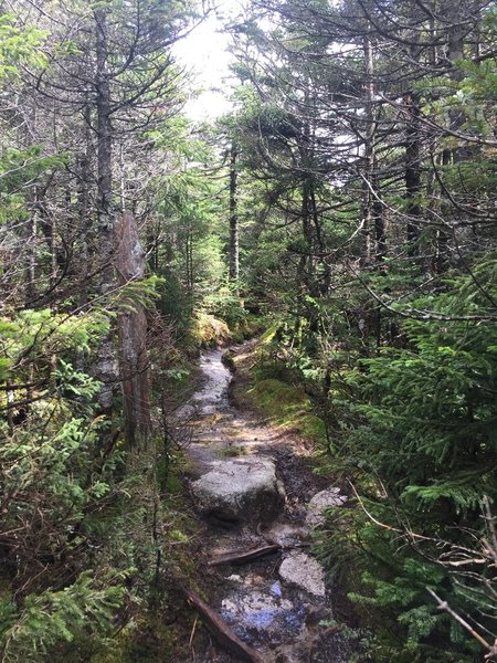 During a wet or early summer, the upper portions of the trail may have some water on trail.