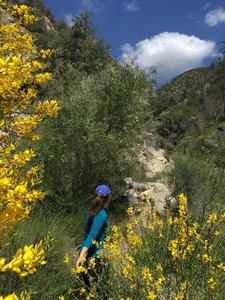 Spring bloom at Colby Canyon.