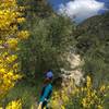 Spring bloom at Colby Canyon.