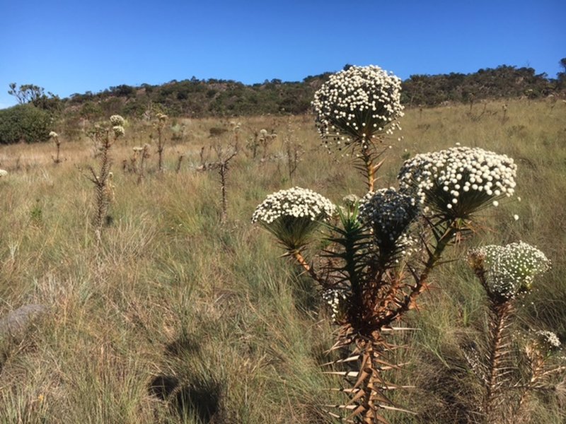 Paepalanthus flowers bloom all across the surrounding field.