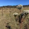 Paepalanthus flowers bloom all across the surrounding field.