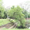 A small tree seems to lean down to touch the water of the royal ponds.