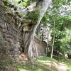 Occasionally, a tree will have taken root in the foundations. Outside the North Gate.