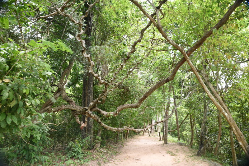 Section of the Angkor Thom Wall Trail between Prasat Chrung Northeast and Victory Gate