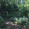 The stream bed near Loop A.