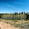 Aspen grove and snow-capped peaks along the Hobbit 1 Trail.