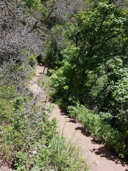 The trail up Rattlesnake Gulch is well maintained near the top.