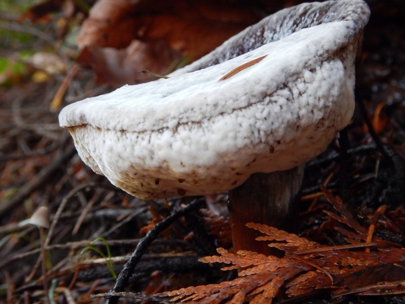 Weird fungi occasionally dots the trail.