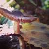 Look closely and you may find some interesting fungi along the Swan Creek Trail.