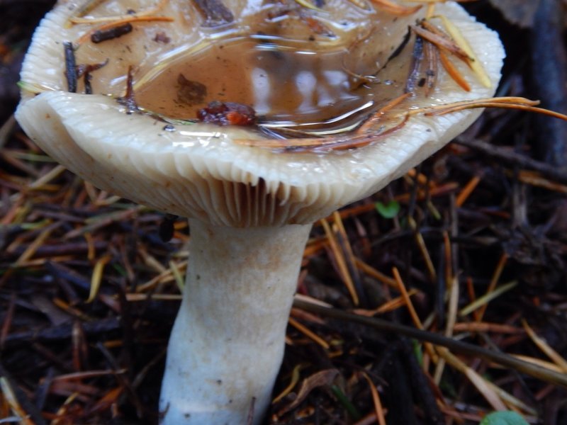 Fungi along the Canyon Rim Trail.