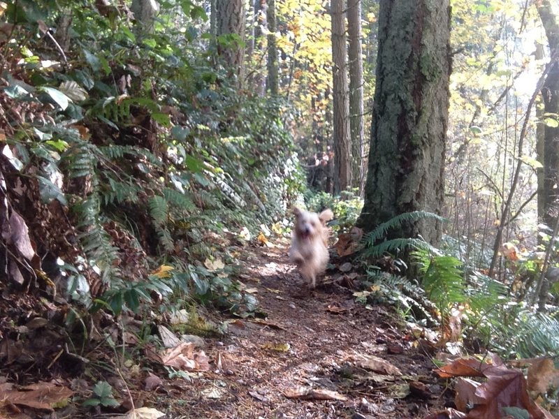 Two legged visitors aren't the only enjoying the trail. Just make sure they're leashed.