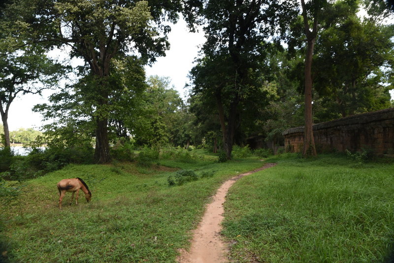 A grazing horse enjoys the grass along the Angkor Wat Wall Trail.