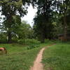 A grazing horse enjoys the grass along the Angkor Wat Wall Trail.