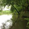 The trail hugs around several little quiet coves of the Chattahoochee.