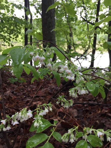 Wildflowers abound along the trail's southern loop in the springtime.