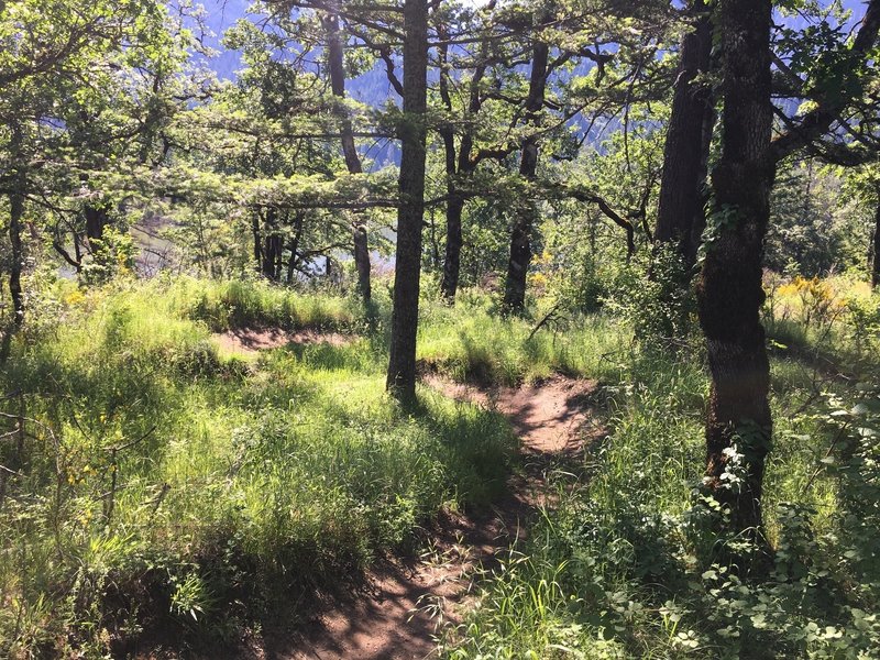 A short, winding section of dirt singletrack.