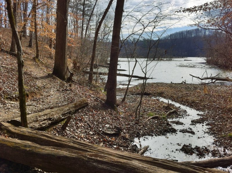 Gorgeous forest and river views await on the Gold Branch Trail.