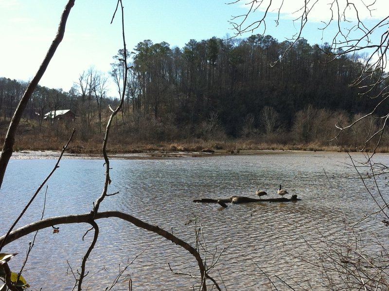 A family of geese sun themselves along the banks of the Chattahoochee.