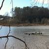 A family of geese sun themselves along the banks of the Chattahoochee.