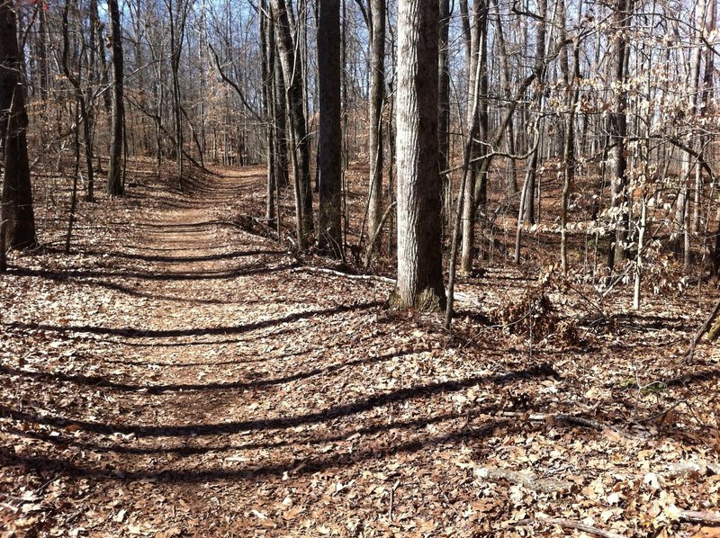 The Gold Branch Trail is well manicured, save for a pleasant cushioning of dried leaves.