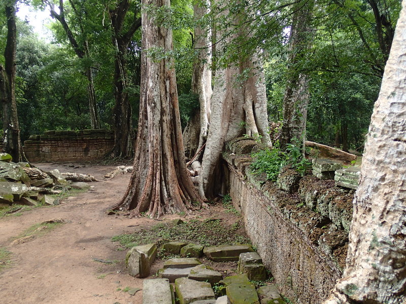 In some cases huge trees have taken root and grow out of the walls.