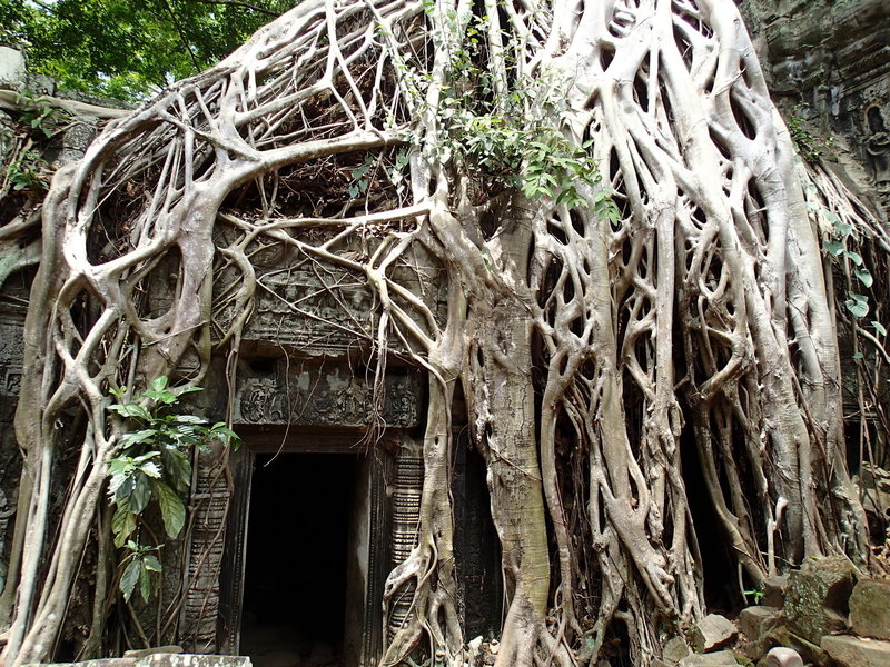 The roots and vines of the jungle are hard at work reclaiming the temple.